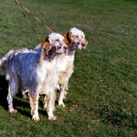 Picture of two orange belton english setters on a leash