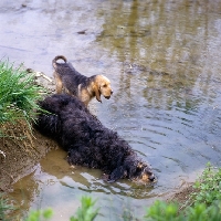 Picture of two otterhounds adult and puppy in water, am ch  billikin's dirty harry