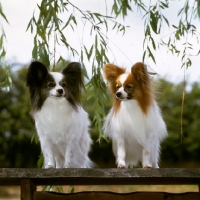 Picture of two papillons, left - ch caswell carminetta, right - ch caswell coppertiger,