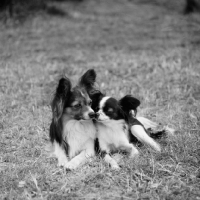 Picture of two papillons nose to nose