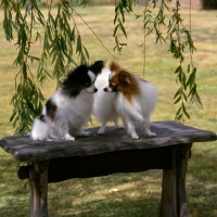 Picture of two papillons on table, right - ch caswell coppertiger, left - ch caswell carminetta