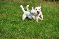 Picture of two Parson Russell Terriers playing together
