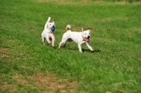 Picture of two Parson Russell Terriers playing