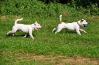 Picture of two Parson Russell Terriers