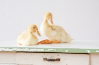 Picture of two Peking Ducklings (aka Long Island duck)