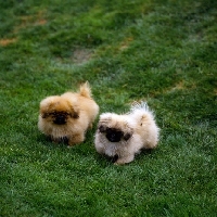 Picture of two pekingese puppies