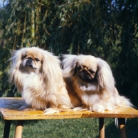Picture of two pekingese sitting on a table