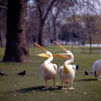 Picture of two Pelicans in a park