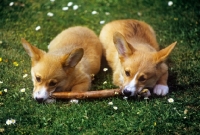 Picture of two pembroke corgi puppies chewing their stick