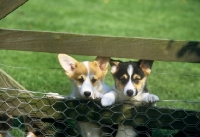 Picture of two pembroke corgi puppies looking through a gate