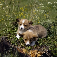 Picture of two pembroke corgi puppies lying on a log