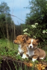 Picture of two pembroke corgi puppies on a log