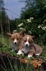 Picture of two pembroke corgi puppies sitting on a log