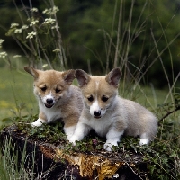 Picture of two pembroke corgi puppies sitting on a log