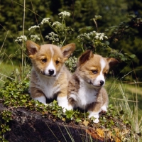Picture of two pembroke corgi puppies sitting on a log