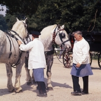 Picture of two percheron horses being prepared for parade at haras du pin