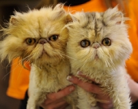 Picture of two Persian cats
