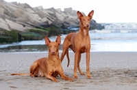 Picture of two Pharaoh Hounds