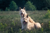 Picture of two Picardy Sheepdogs (aka Berger Picard)
