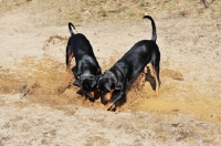 Picture of two pinschers digging