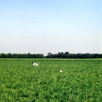 Picture of two pointers in a field
