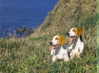 Picture of two pointers on a hill