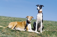 Picture of two Polish Greyhounds