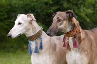 Picture of two Polish Greyhounds