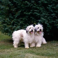 Picture of two polish lowland sheepdogs