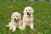 Picture of two Polish Tatra Herd Dog puppies on grass