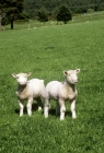 Picture of two poll dorset cross lambs, one bleating