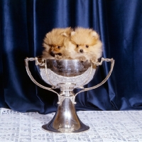 Picture of two pomeranian puppies in silver cup