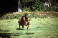 Picture of two ponies and a foal running