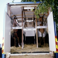 Picture of two ponies in horse box
