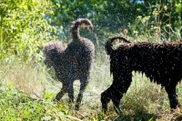 Picture of two poodles shaking themselves dry