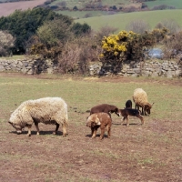 Picture of two portland ewes and lambs, some cross bred, in paddock, two lambs butting