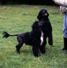 Picture of two portuguese water dogs looking up at owner