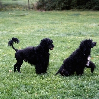 Picture of two portuguese water dogs on grass