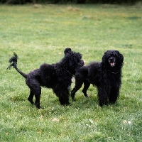 Picture of two portuguese water dogs playing