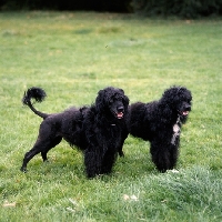 Picture of two portuguese water dogs standing in grass