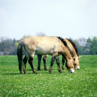Picture of two przewalski horses grazing together