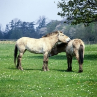 Picture of two przewalski horses mutual grooming, looking after each other