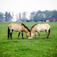 Picture of two przewalski horses together