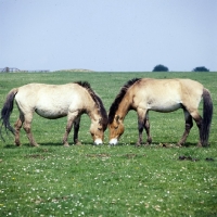 Picture of two przewalski's horses at whipsnade posing as mirror images