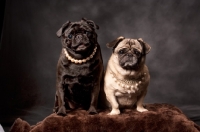 Picture of two Pugs in studio