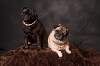 Picture of two Pugs in studio