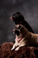 Picture of two Pugs in studio