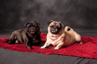 Picture of two Pugs lying down on blanket