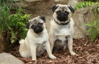 Picture of two Pugs, sitting together