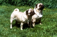 Picture of two pugs together looking hopeful